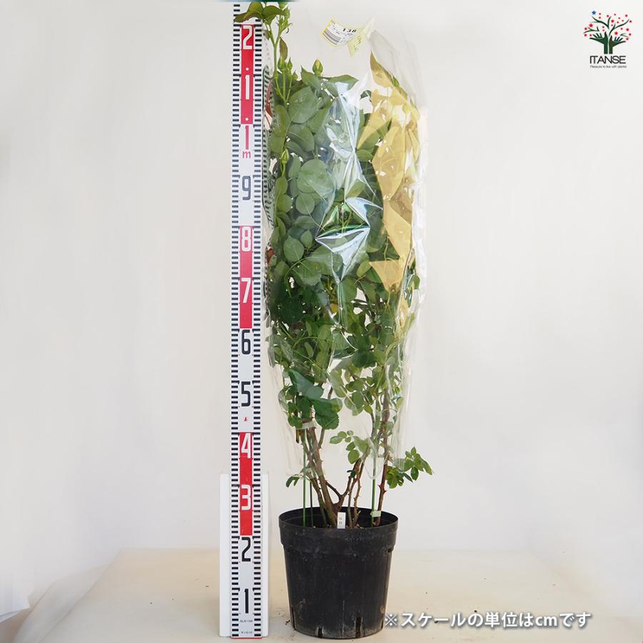 つる薔薇 ロココ 行灯仕立 花木苗 8号/1個売り 花 花苗 バラ 薔薇 ばら