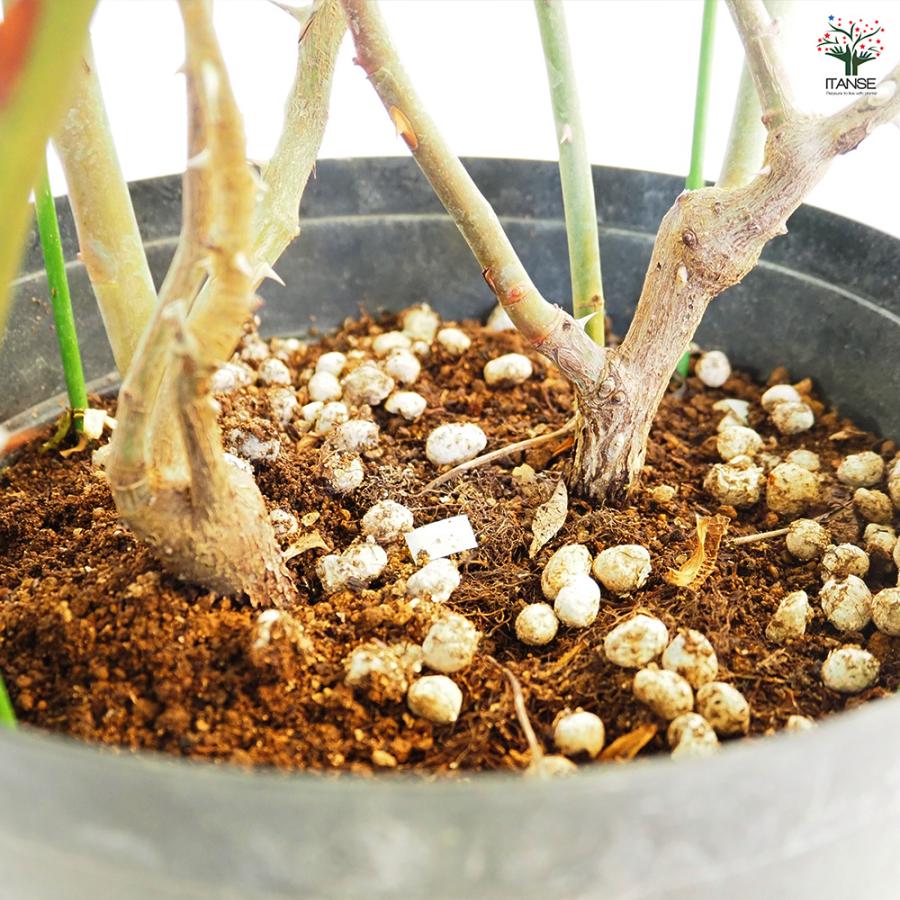 つる薔薇 ロココ 行灯仕立 花木苗 8号/1個売り 花 花苗 バラ 薔薇 ばら