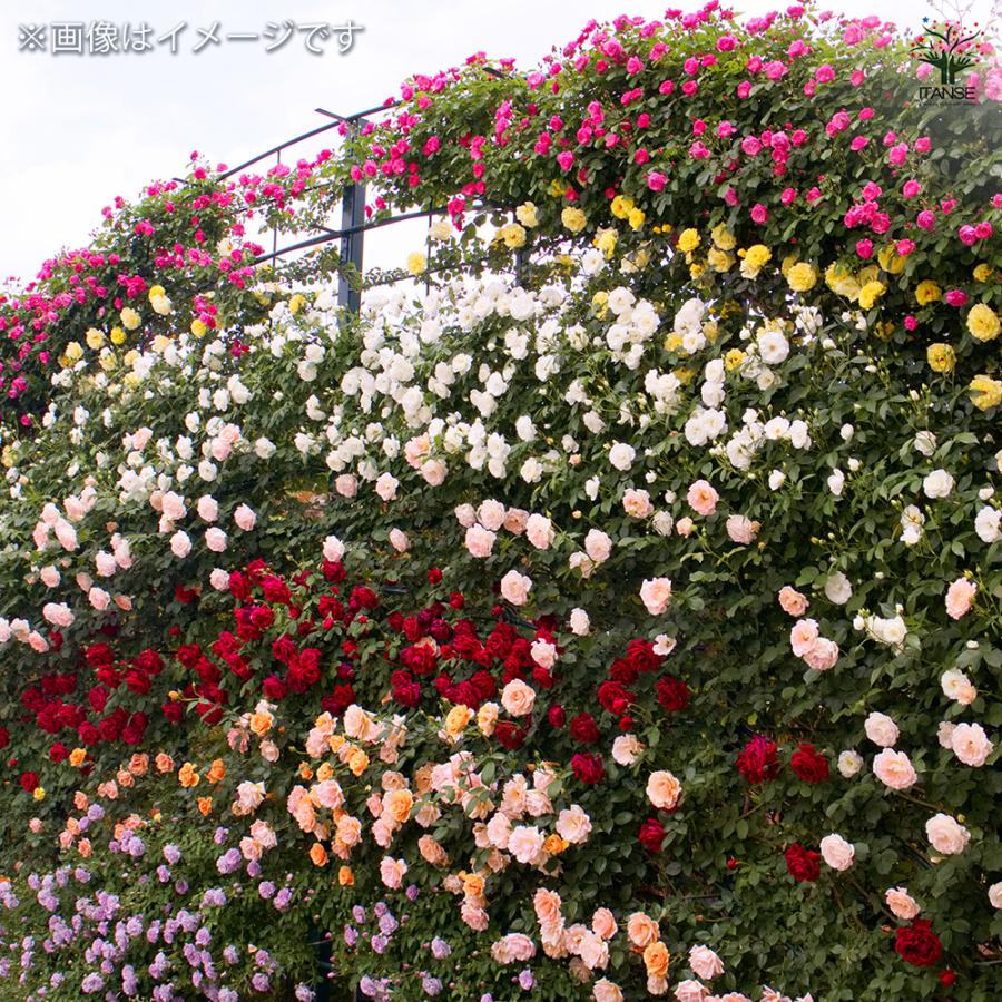 つる薔薇 ロココ 行灯仕立 花木苗 8号/1個売り 花 花苗 バラ 薔薇 ばら
