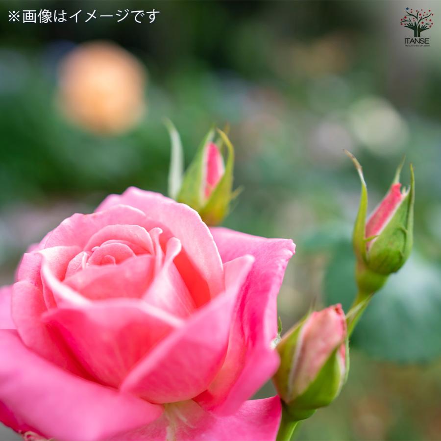 ミニ薔薇 オーバーナイトセンセーション 花木苗 3号/お買い得4個セット