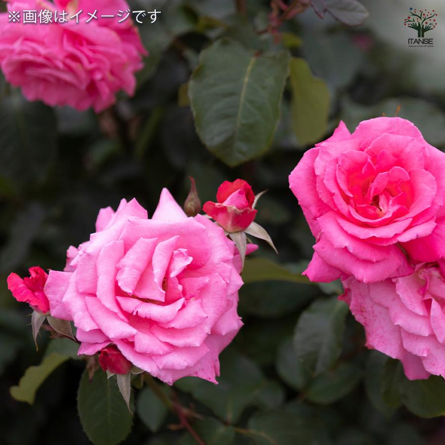 ミニ薔薇 オーバーナイトセンセーション 花木苗 3号/お買い得4個セット