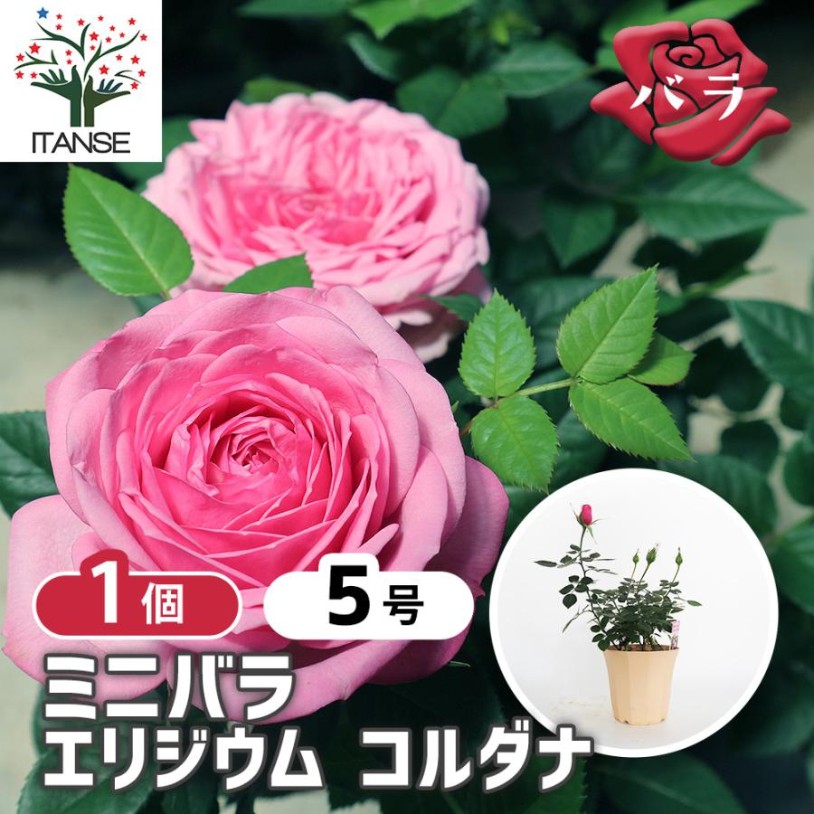 バラ苗 入手困難 接木中苗 強健 5号鉢植え 薔薇 苗 【公式通販】