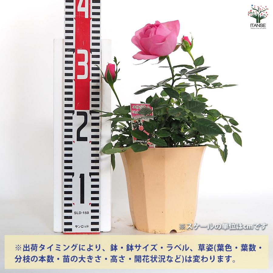 バラ苗 入手困難 接木中苗 強健 5号鉢植え 薔薇 苗 【公式通販】