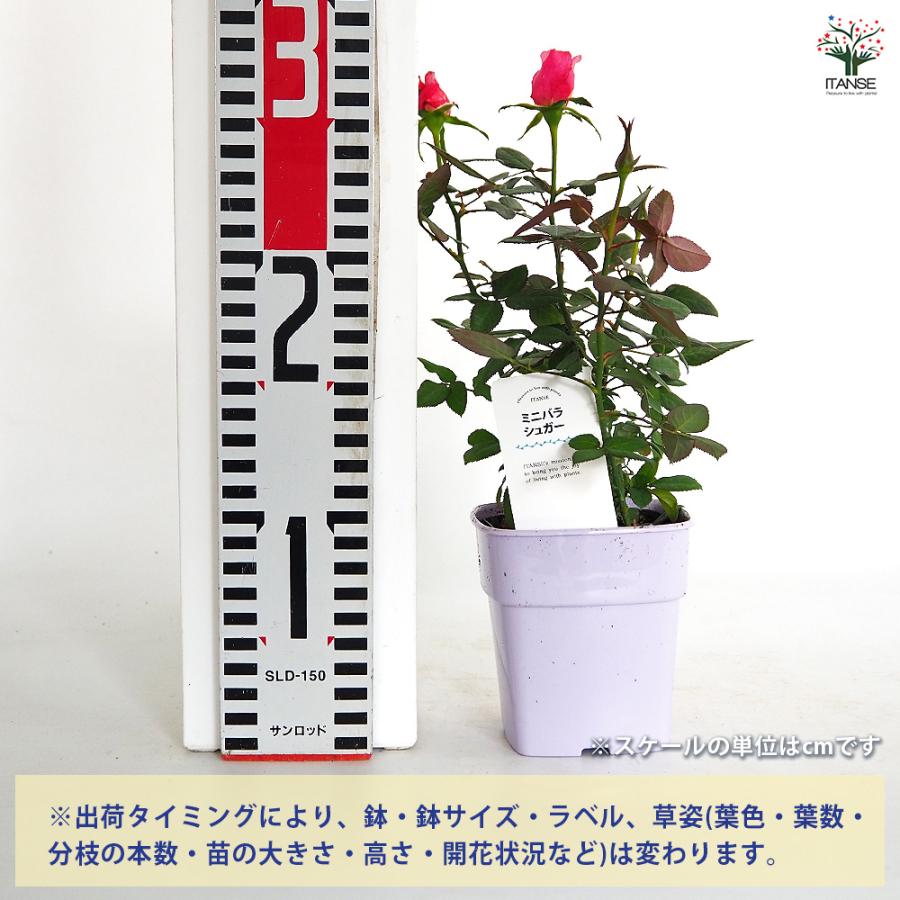 ミニ薔薇 シュガー 花木苗 3.5号/1個売り バラ苗 バラの苗 薔薇苗 薔薇