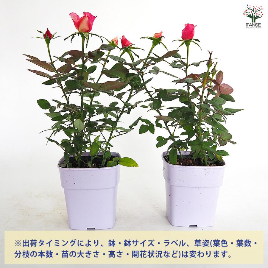 ミニ薔薇 シュガー 花木苗 3.5号/1個売り バラ苗 バラの苗 薔薇苗 薔薇