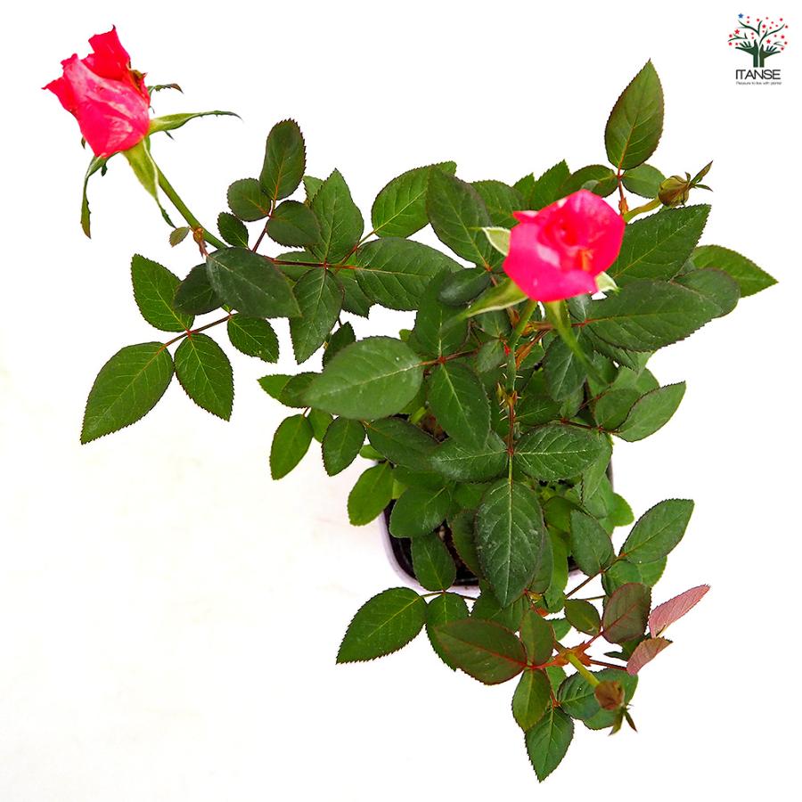 【専用】 バラ苗 接木苗 3苗セット 薔薇 苗 ミニ薔薇 シュガー 花木苗 3.5号/1個売り バラ苗 バラの苗 薔薇苗 薔薇