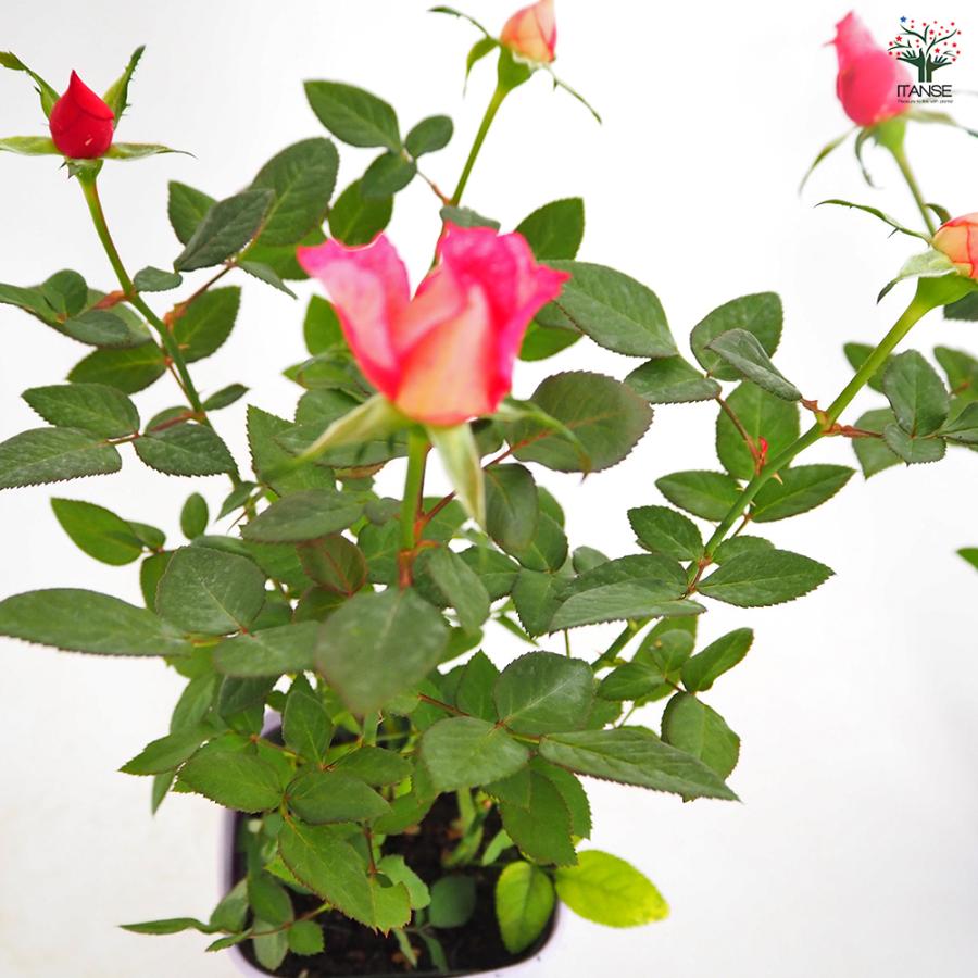 ミニ薔薇 シュガー 花木苗 3.5号/1個売り バラ苗 バラの苗 薔薇苗 薔薇