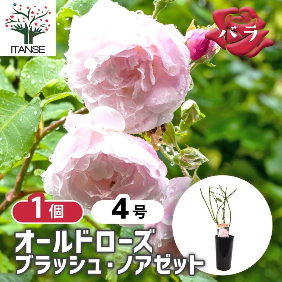 薔薇 ブラッシュ ノアゼット 接木苗 花苗 4号/1個売り バラ苗 バラの苗