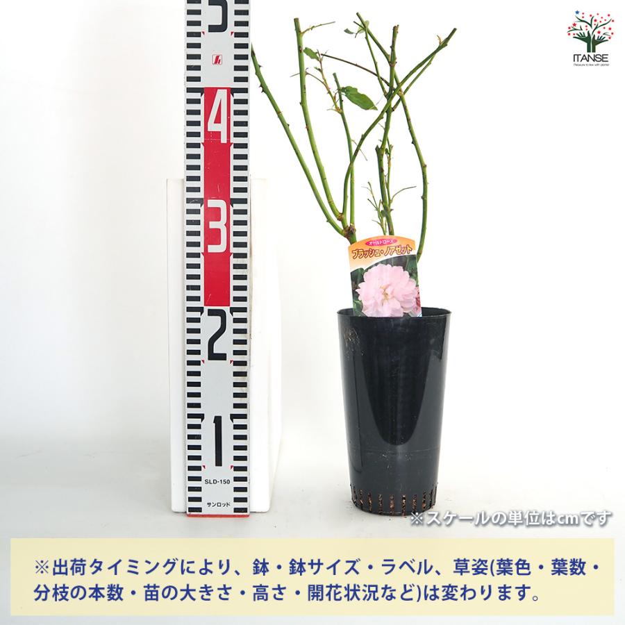 【専用】イヴスプラッシュ&ウィザード&アブラカタブラ バラ苗 薔薇 苗 薔薇 ブラッシュ ノアゼット 接木苗 花苗 4号/1個売り バラ苗 バラの苗