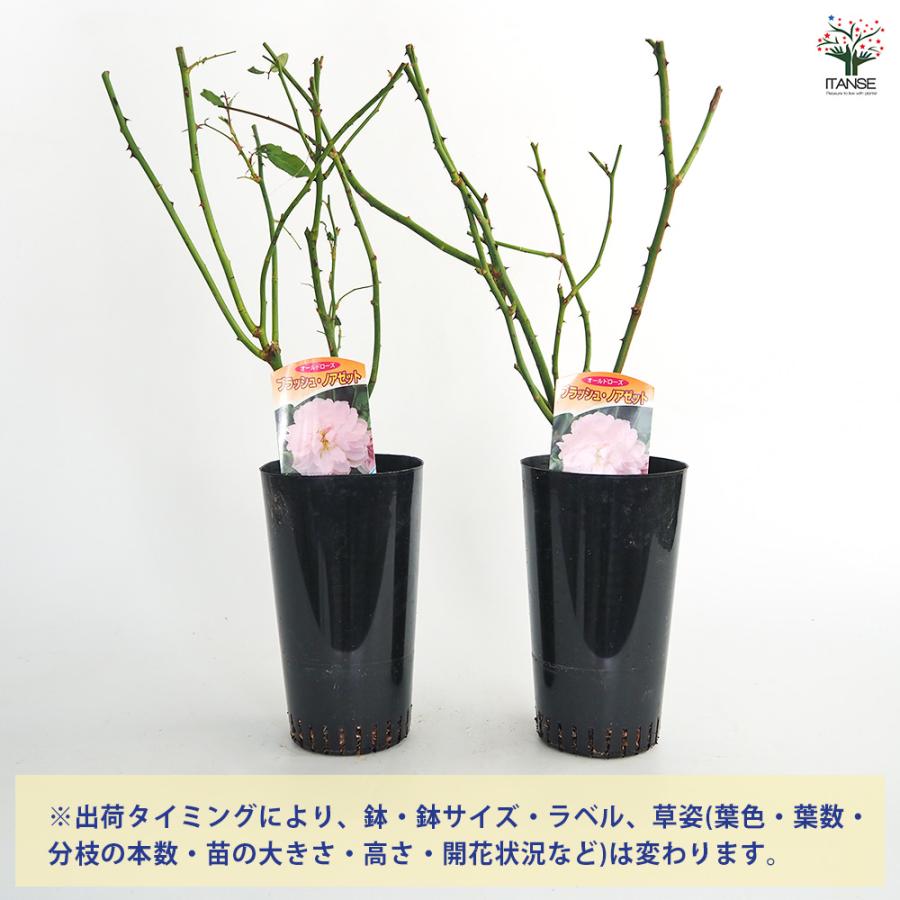薔薇 ブラッシュ ノアゼット 接木苗 花苗 4号/1個売り バラ苗 バラの苗
