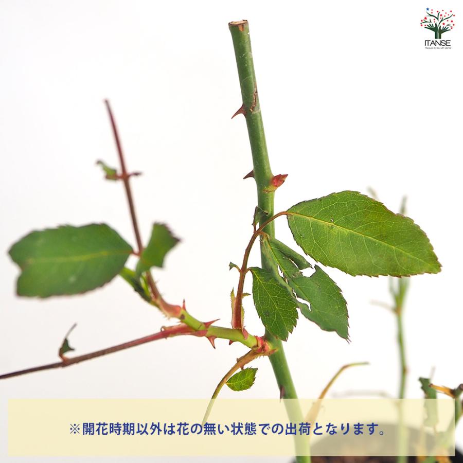 薔薇 ブラッシュ ノアゼット 接木苗 花苗 4号/1個売り バラ苗 バラの苗