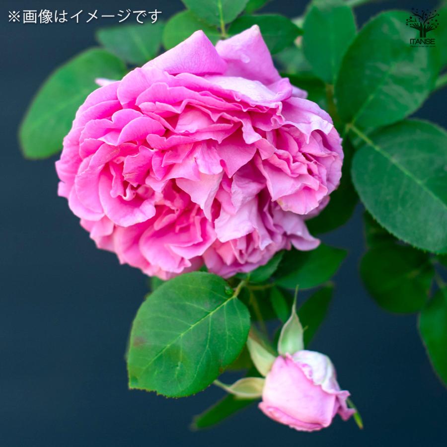 薔薇 ポール ネイロン 接木苗 花苗 4号/1個売り バラ苗 バラの苗 薔薇