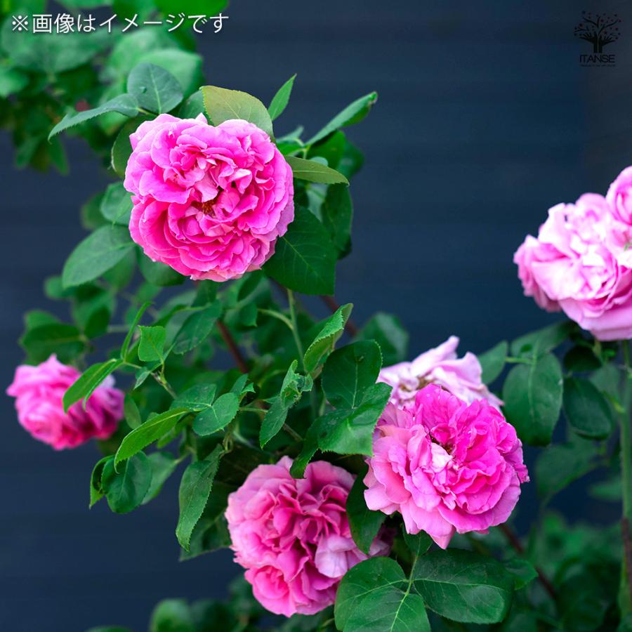 薔薇 ポール ネイロン 接木苗 花苗 4号/1個売り バラ苗 バラの苗 薔薇