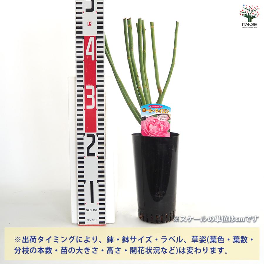 薔薇 ポール ネイロン 接木苗 花苗 4号/1個売り バラ苗 バラの苗 薔薇