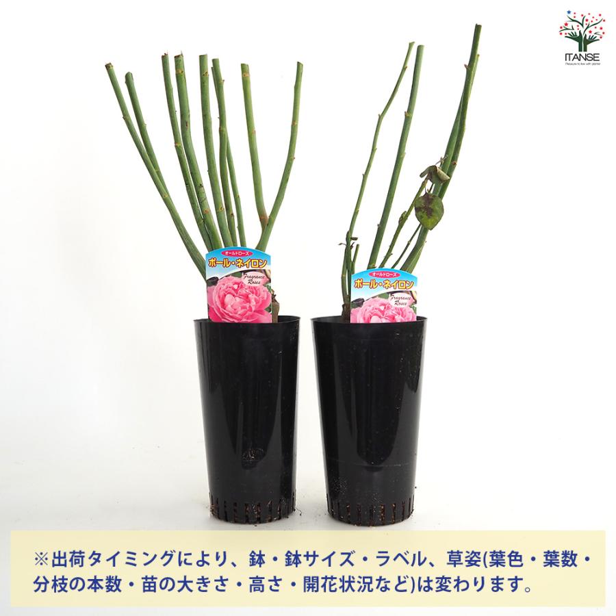 薔薇 ポール ネイロン 接木苗 花苗 4号/1個売り バラ苗 バラの苗 薔薇