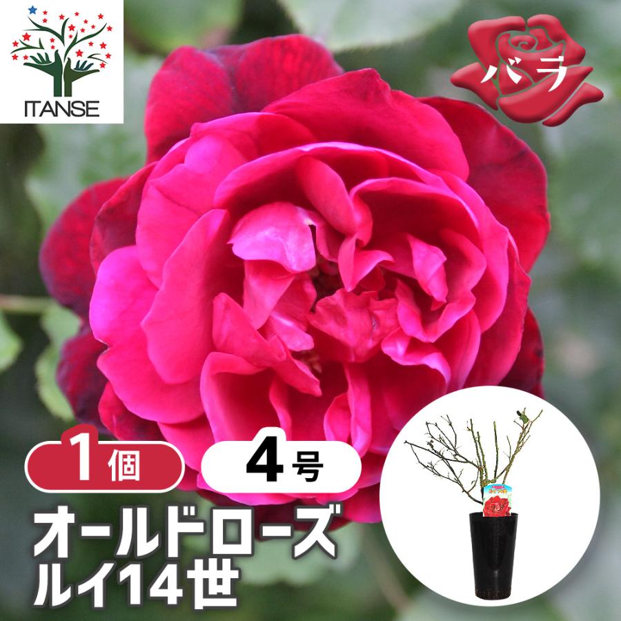 薔薇 ルイ14世 接木苗 花苗 4号/1個売り バラ苗 バラの苗 薔薇苗 薔薇