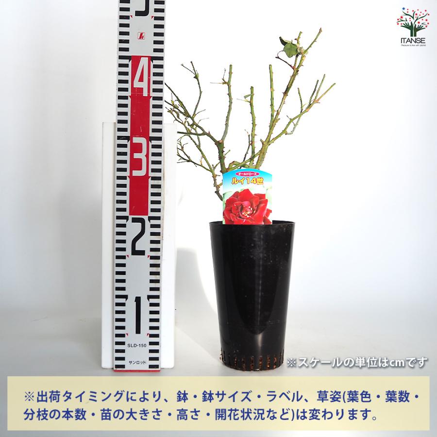 薔薇 ルイ14世 接木苗 花苗 4号/1個売り バラ苗 バラの苗 薔薇苗 薔薇
