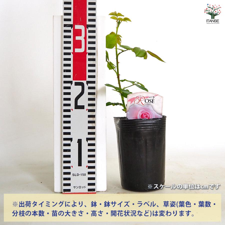 バラ接木開花苗 第十二話 「バラの接ぎ木」 | 薔薇のすすめ | 花毎（は