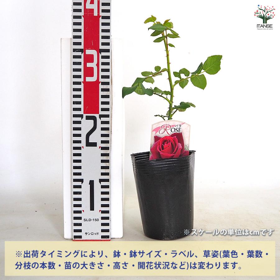 薔薇 コーヒーブレイク 接木 花木苗 4号/1個売り バラ苗 バラの苗 薔薇