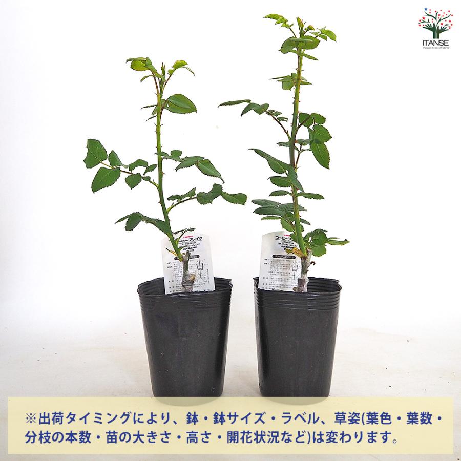薔薇 コーヒーブレイク 接木 花木苗 4号/1個売り バラ苗 バラの苗 薔薇