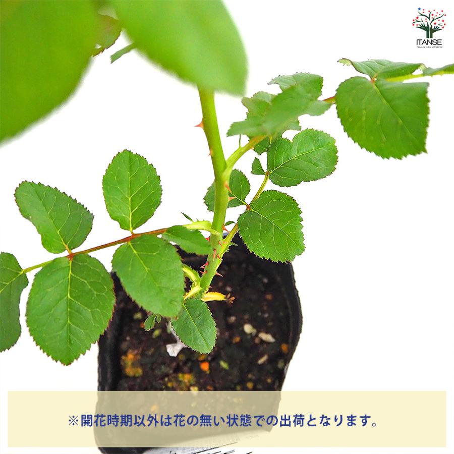 薔薇 コーヒーブレイク 接木 花木苗 4号/1個売り バラ苗 バラの苗 薔薇