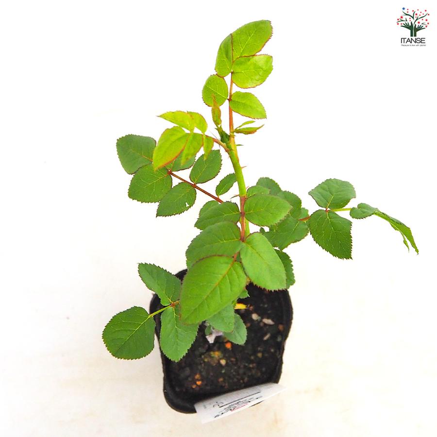 薔薇 コーヒーブレイク 接木 花木苗 4号/1個売り バラ苗 バラの苗 薔薇