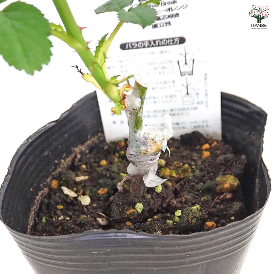 人気バラ接木開花苗 薔薇 コーヒーブレイク 接木 花木苗 4号/1個売り バラ苗 バラの苗 薔薇