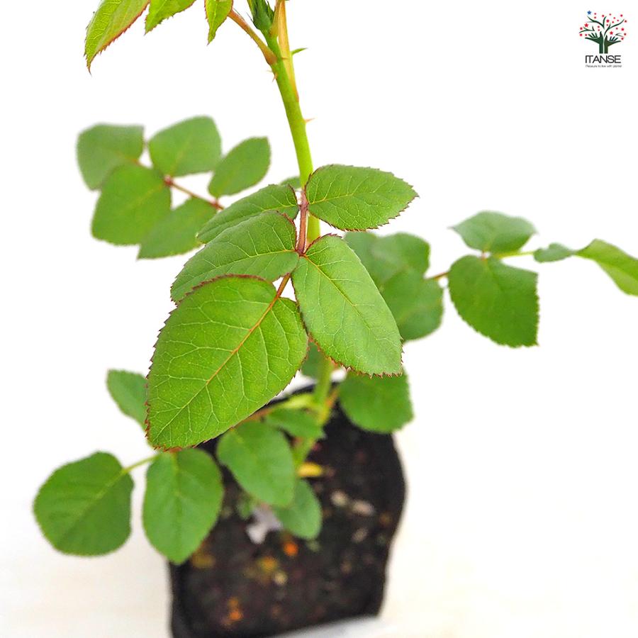 薔薇 コーヒーブレイク 接木 花木苗 4号/1個売り バラ苗 バラの苗 薔薇