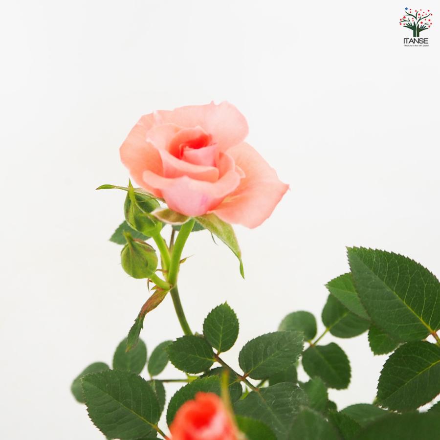 16日までの出品♥3苗set ハルナ 綾 ミニバラ バラ 薔薇 希少 バラ 苗