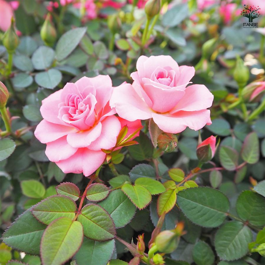 薔薇　3号 ミニ薔薇 フリーデン 花木苗 3号/1個売り バラ苗 バラの苗 薔薇苗 薔薇