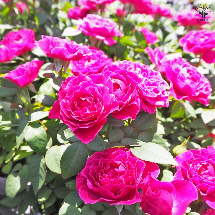 ミニ薔薇 カーマイン ロスアロマ 花木苗 3.5号/1個売り バラ苗 バラの