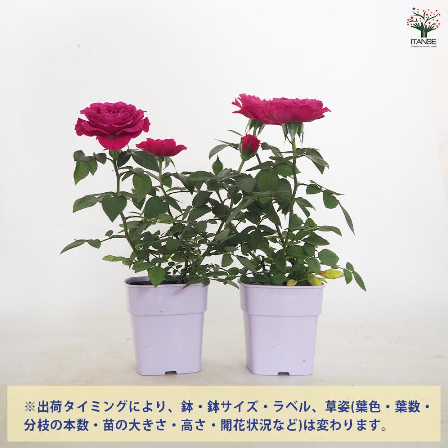 ミニ薔薇 カーマイン ロスアロマ 花木苗 3.5号/お買い得2個セット バラ
