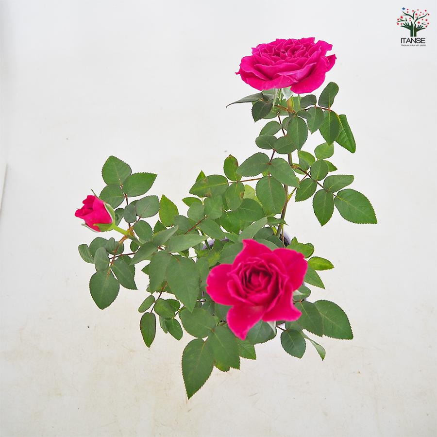 ミニ薔薇 カーマイン ロスアロマ 花木苗 3.5号/お買い得2個セット バラ