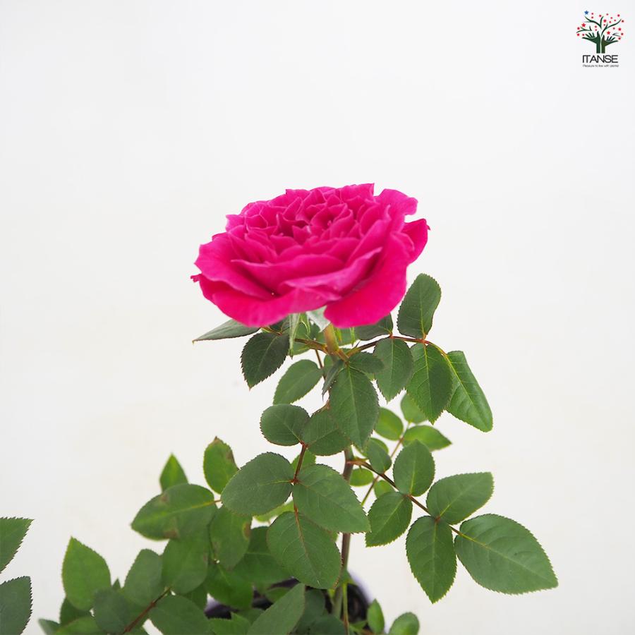 ミニ薔薇 カーマイン ロスアロマ 花木苗 3.5号/お買い得2個セット バラ