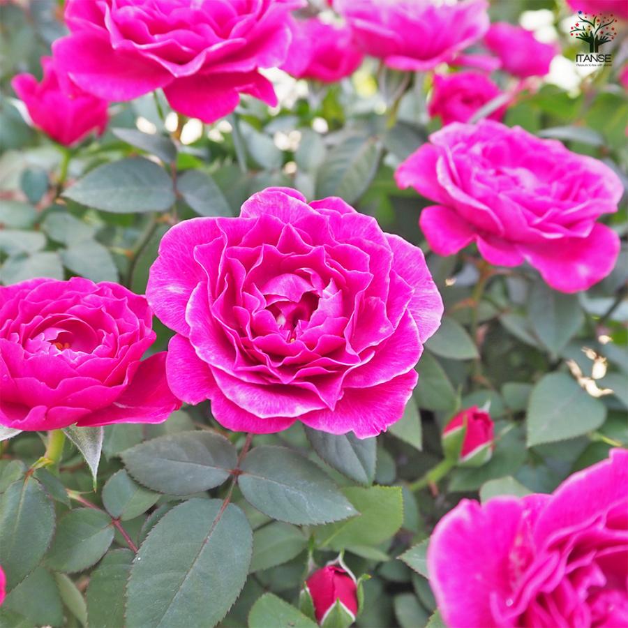 ミニ薔薇 カーマイン ロスアロマ 花木苗 3.5号/お買い得2個セット バラ