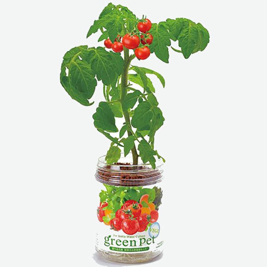 育てるグリーンペット ミニトマト ペットボトルで育てる水耕栽培セット 1個 送料無料 Sai 野菜苗 植物 青果物販売のitanse 通販 Yahoo ショッピング