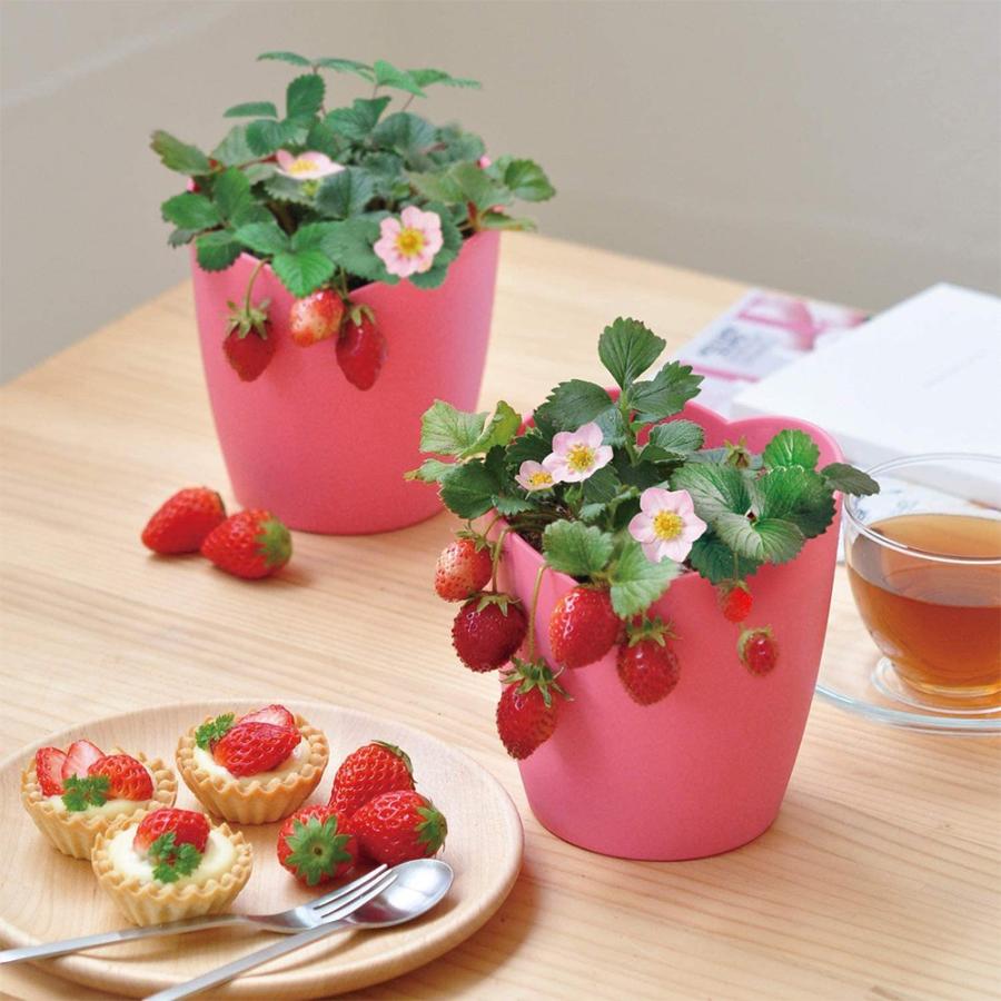 スタンド（白）と植物育成球セット。お部屋の中で、イチゴが栽培でき