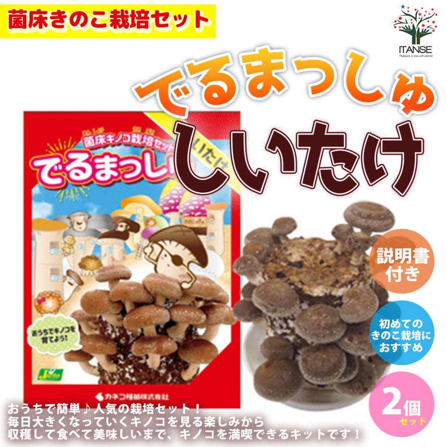 ITANSE 菌床きのこ栽培セット