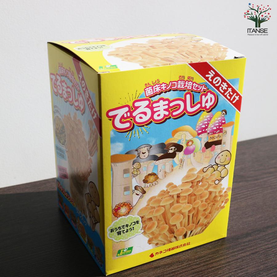 ITANSE 菌床きのこ栽培セット