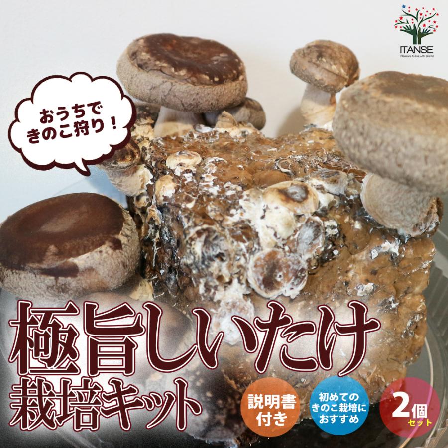 ITANSE おうちできのこ狩り! 「極旨しいたけ栽培キット」キノコ