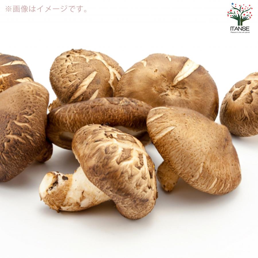 ITANSE おうちできのこ狩り! 「極旨しいたけ栽培キット&栽培容器付