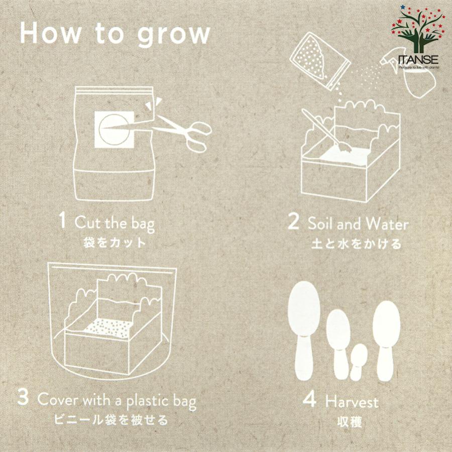 ITANSE おうちで育てるキノコ栽培セット コプリーヌ 栽培キット 1個売り 送料無料 イタンセ公式