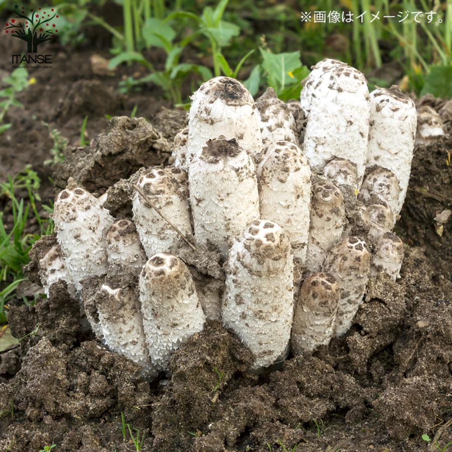 ITANSE おうちで育てるキノコ栽培セット コプリーヌ 栽培キット 1個売り 送料無料 イタンセ公式
