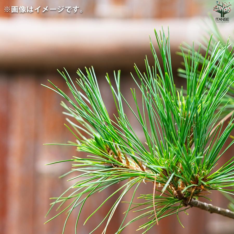 英真、2025年産 黒松種 8800個以上 ITANSE 栽培セット The BONSAI 黒松 盆栽 /1個売り 栽培 簡単 初心者