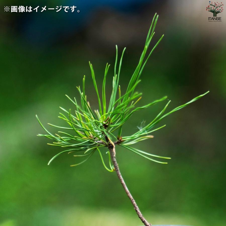 ITANSE 栽培セット The BONSAI 黒松 盆栽 /1個売り 栽培 簡単 初心者
