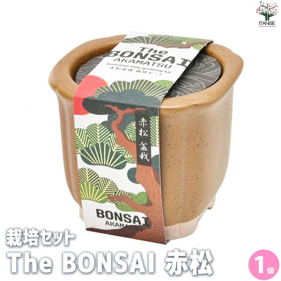 ITANSE 栽培セット The BONSAI 赤松 盆栽 /1個売り 栽培 簡単 初心者