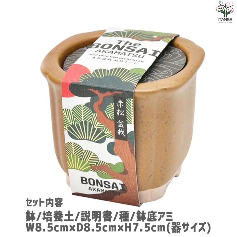ITANSE 栽培セット The BONSAI 赤松 盆栽 /1個売り 栽培 簡単 初心者