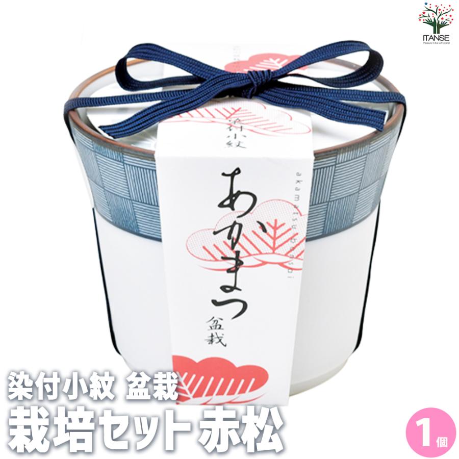 ITANSE 栽培セット 赤松 染付小紋陶器鉢 盆栽 /1個売り 栽培 簡単 