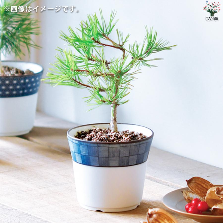 ITANSE 栽培セット 赤松 染付小紋陶器鉢 盆栽 /1個売り 栽培 簡単