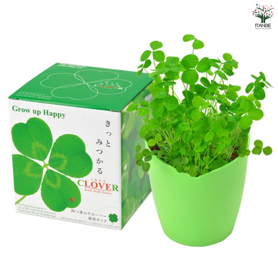 栽培セット きっとみつかる四つ葉のクローバー /1個売り 簡単キット